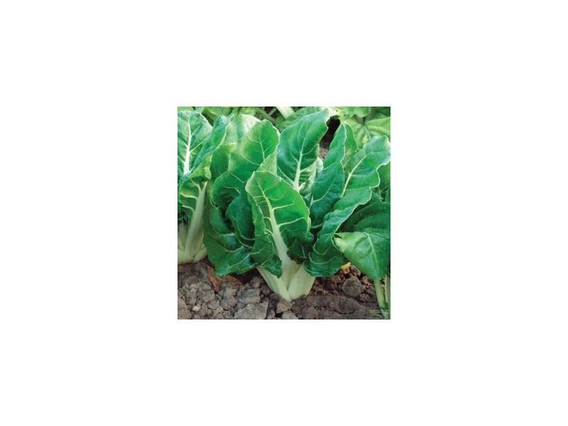 Blitva srebrnolisna 50gr.