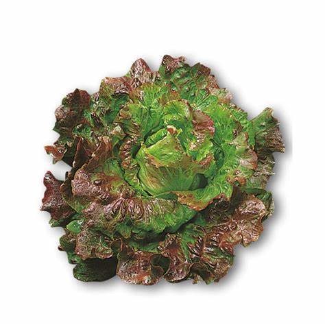 Salata na traci