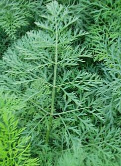 STOČNA MRKVA-Daucus carota L.