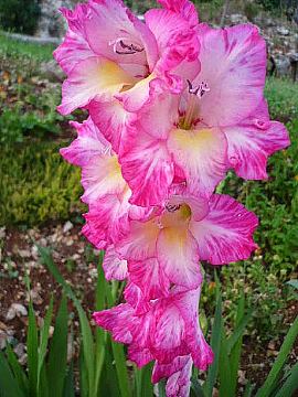 Premium lukovice cvijeća Gladiola