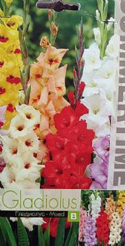 Premium lukovice cvijeća Gladiola